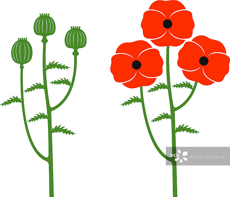 罂粟花图片素材