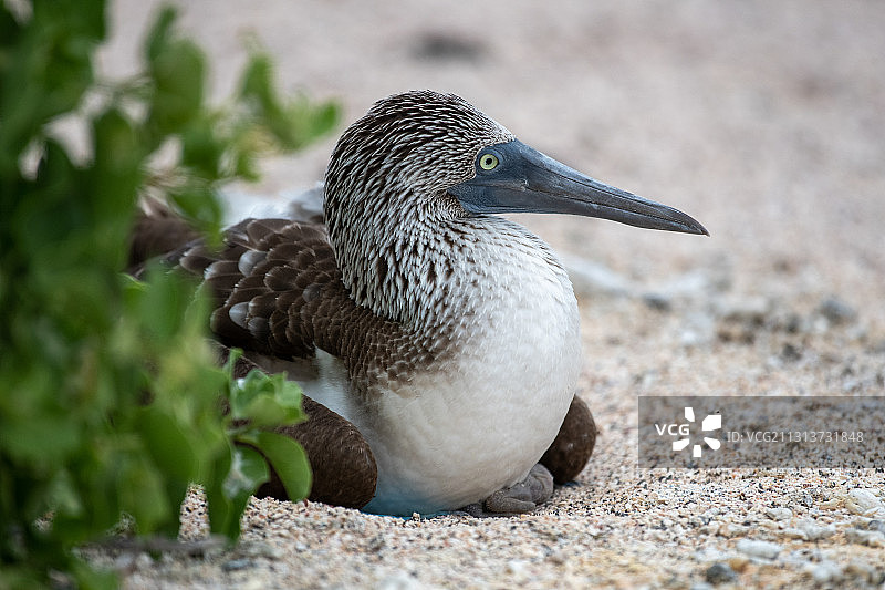 乌干达姆巴拉拉国家公园，栖息中的鸟儿图片素材