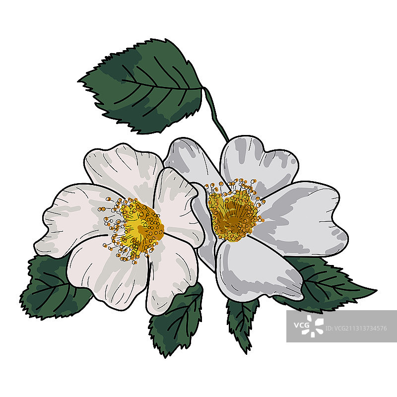 手绘绿叶玫瑰果花图片素材