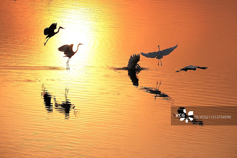 白鹭舞翩跹图片素材