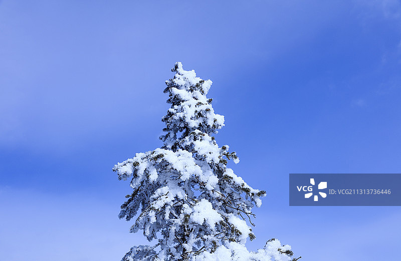 大雪压青松。图片素材