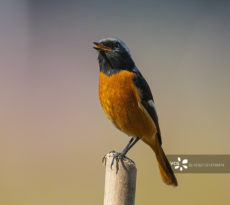 为你歌唱图片素材