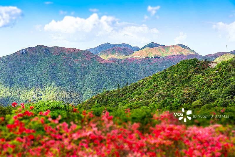 大围山杜鹃花海图片素材