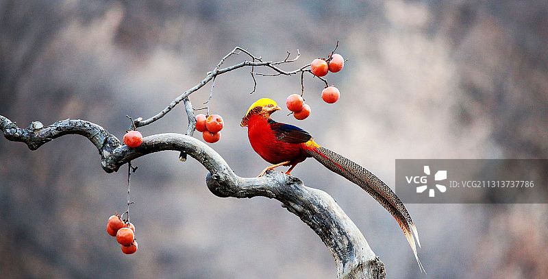 传说中的凤凰（红腹锦鸡）图片素材