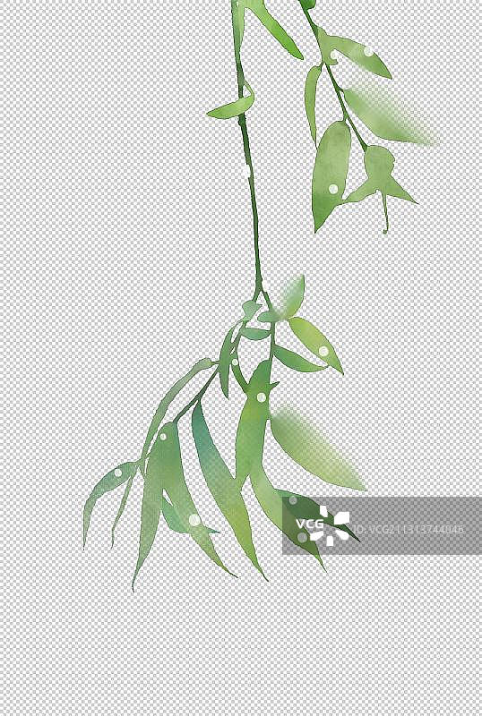 柳树插画图片素材