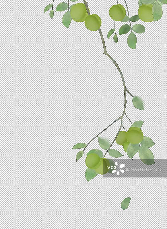 青梅树枝插画图片素材