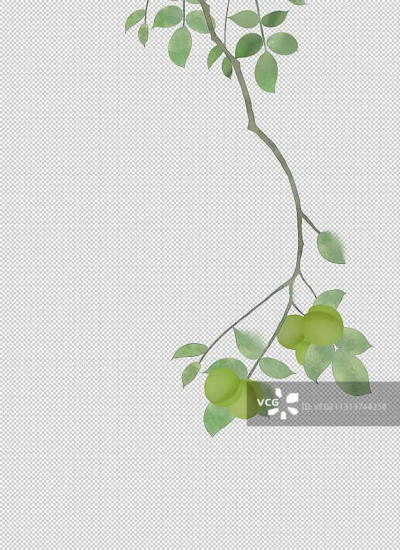 绿色青梅树枝图片素材