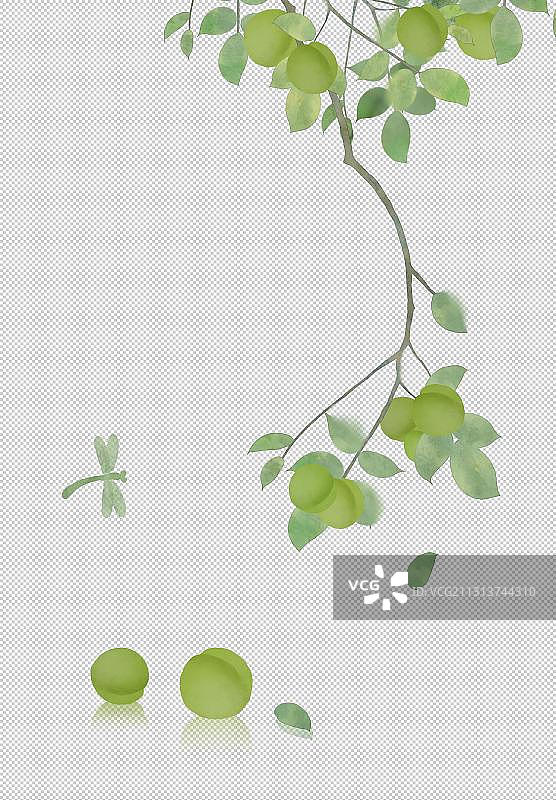 春天青梅插画图片素材