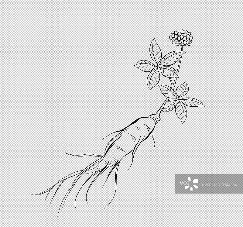 人参线稿图片素材