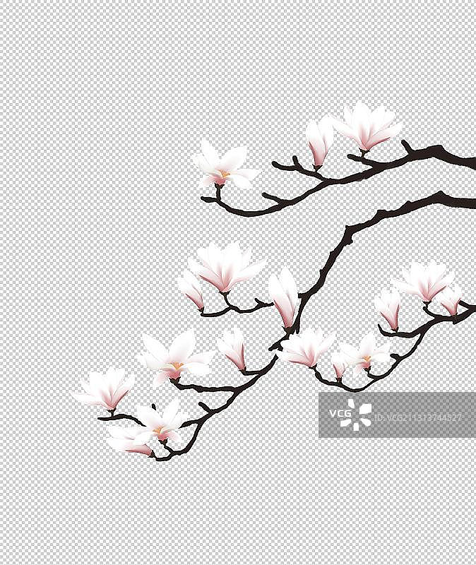 玉兰花素材图片素材