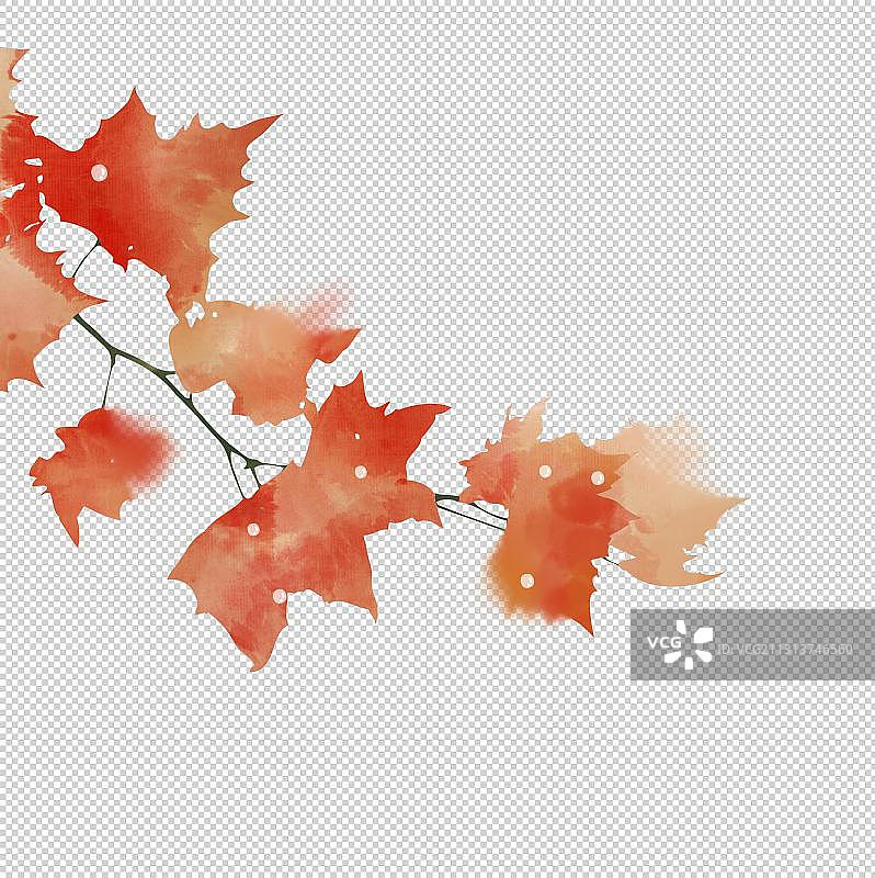 红色梧桐叶图片素材