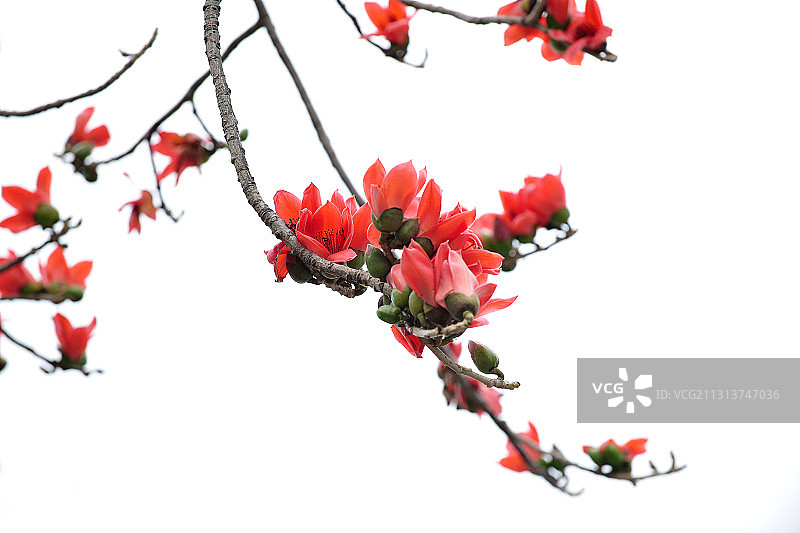木棉花图片素材