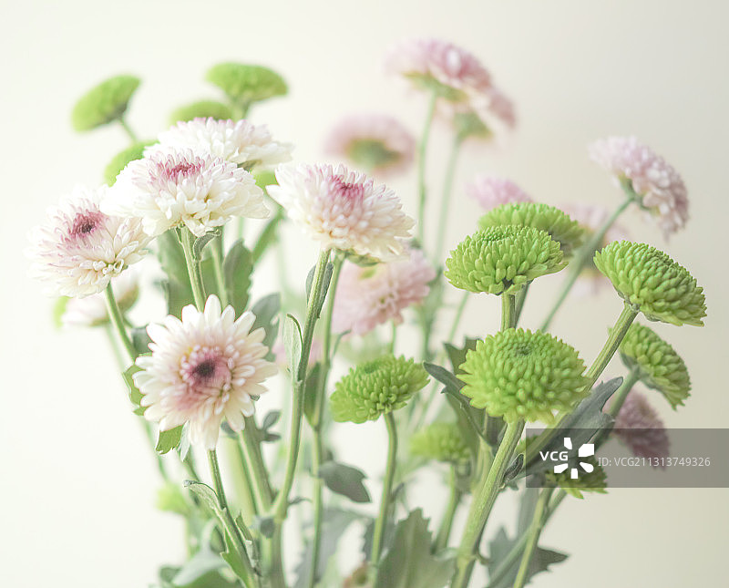 彩色雏菊花束图片素材