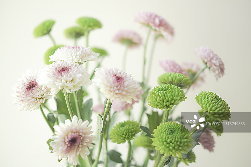 彩色雏菊花束图片素材
