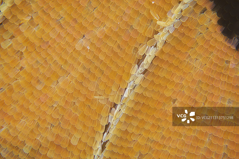 蝴蝶  翅膀  鳞片图片素材