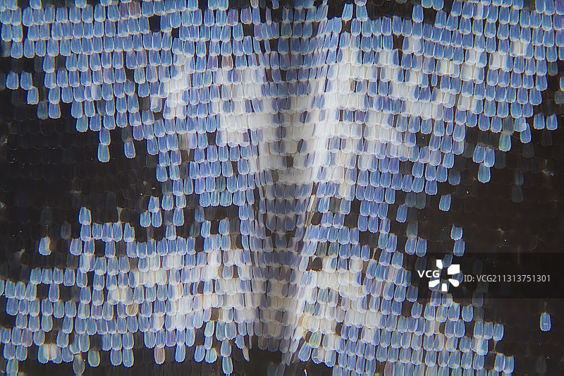 蝴蝶  翅膀  鳞片图片素材