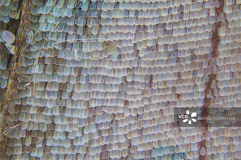 蝴蝶  翅膀  鳞片图片素材