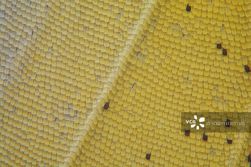 蝴蝶  翅膀  鳞片图片素材