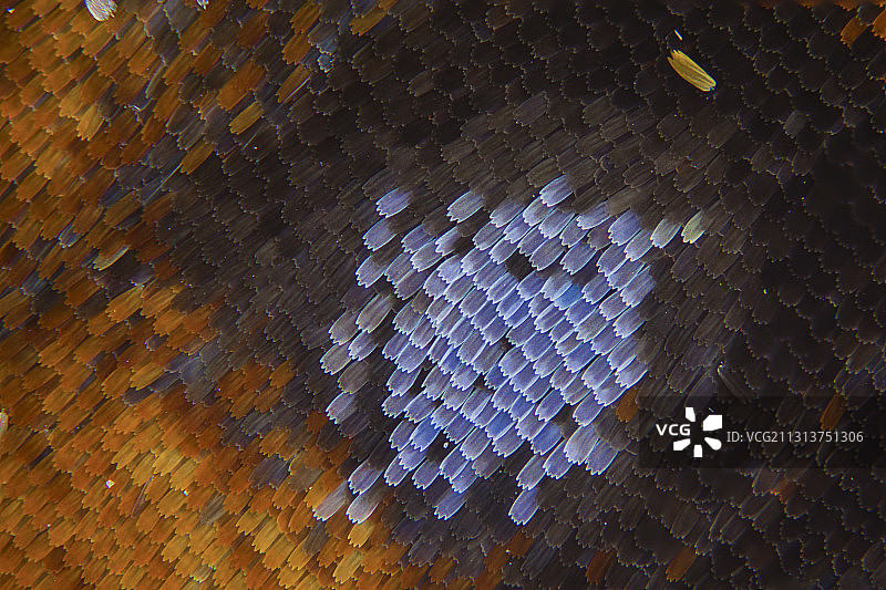 蝴蝶  翅膀  鳞片图片素材