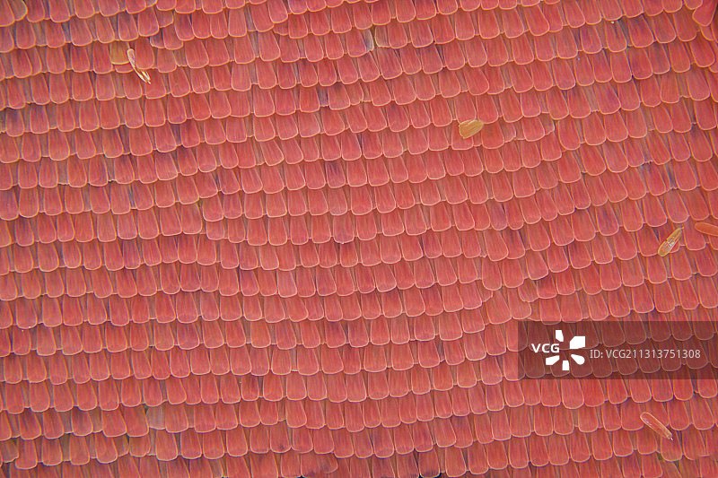 蝴蝶  翅膀  鳞片图片素材