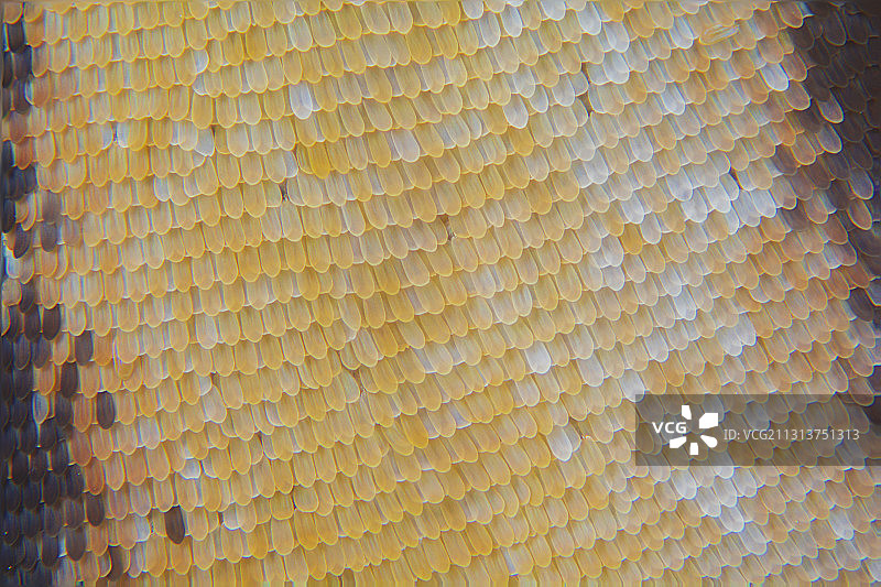 蝴蝶  翅膀  鳞片图片素材