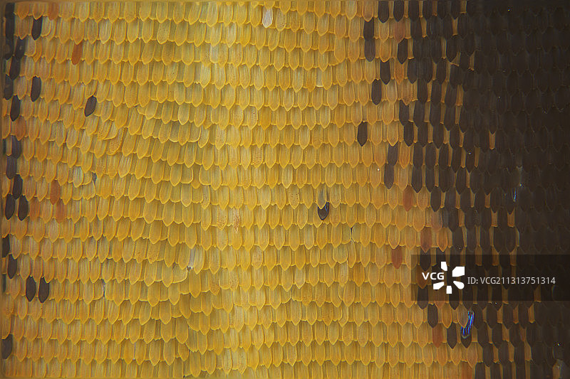 蝴蝶  翅膀  鳞片图片素材