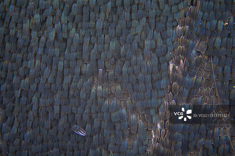 蝴蝶  翅膀  鳞片图片素材