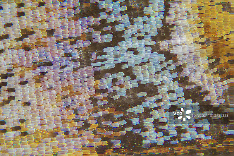 蝴蝶  翅膀  鳞片图片素材