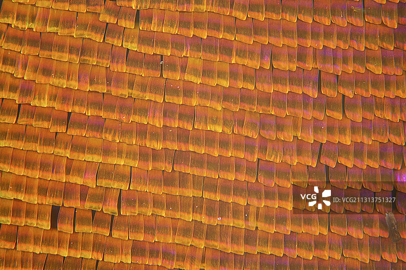 蝴蝶  翅膀  鳞片图片素材