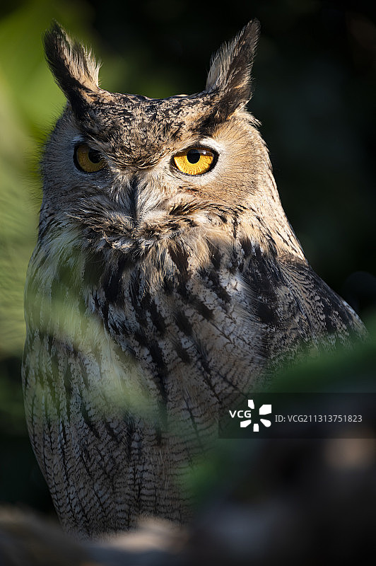 能杀死人的眼神图片素材
