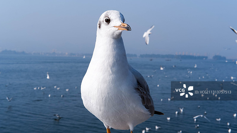 西伯利亚远道而来的朋友图片素材