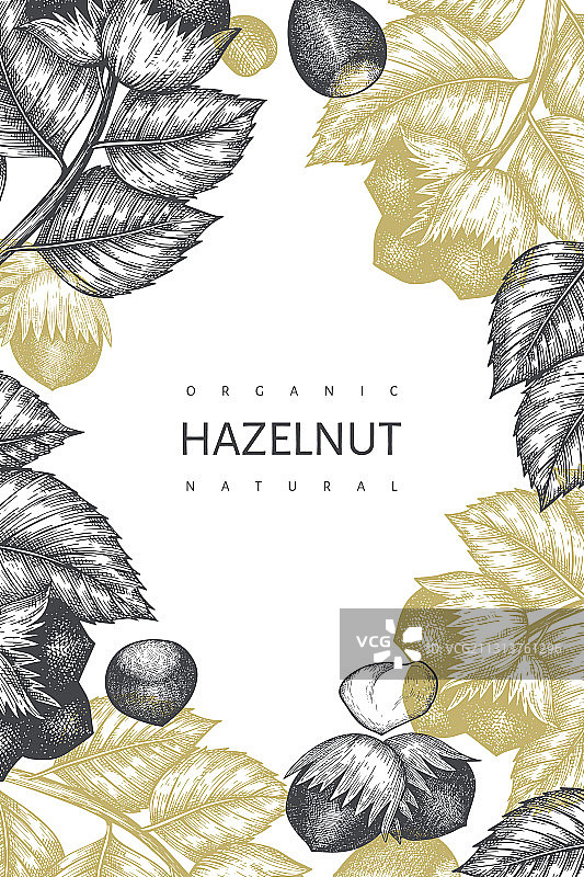 手绘榛子设计模板图片素材