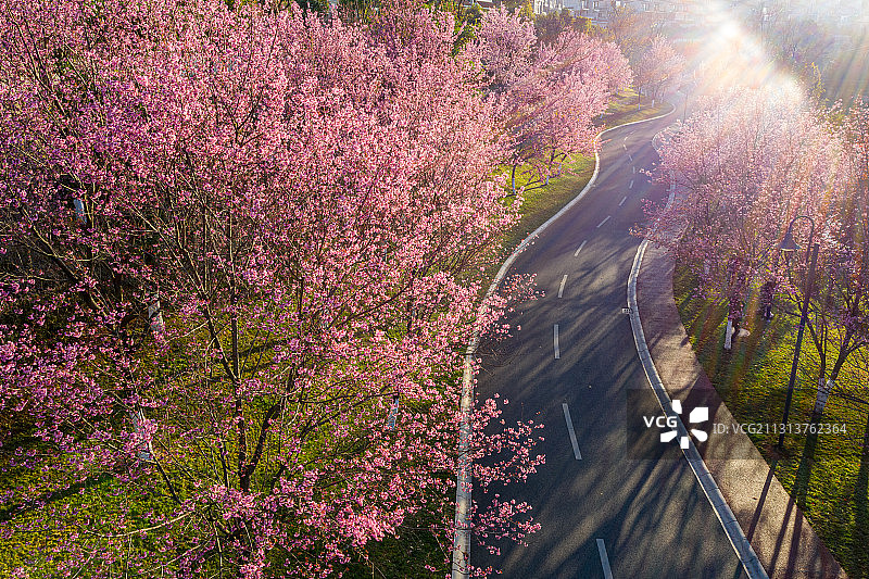 云南省玉溪市冬季盛开的樱花图片素材