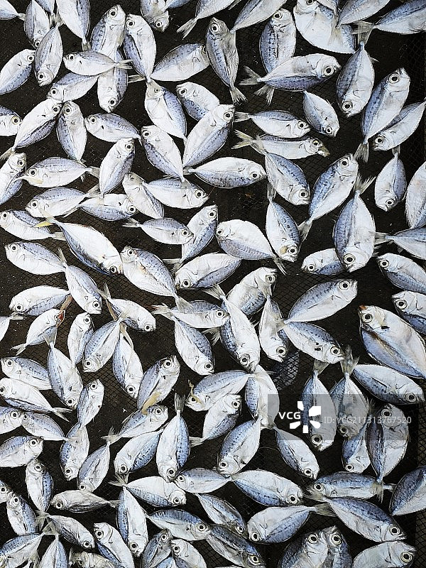 年年有鱼图片素材