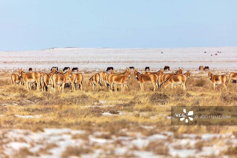 蒙古野驴图片素材