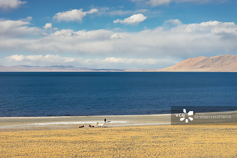 亚洲中国西藏自治区那曲地区湖泊巴木错动物野马图片素材