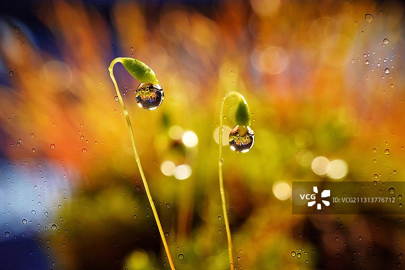苔花如米小，也学牡丹开图片素材