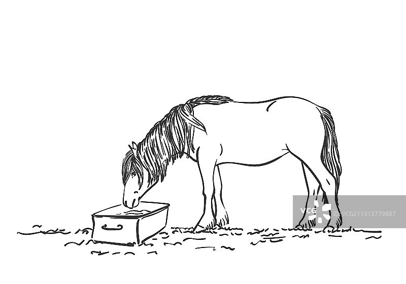 长鬃马饮水手绘图片素材