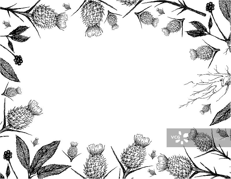 手绘奶蓟和人参植物框架图片素材