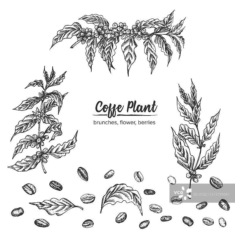 逼真植物墨水素描阿拉伯咖啡图片素材