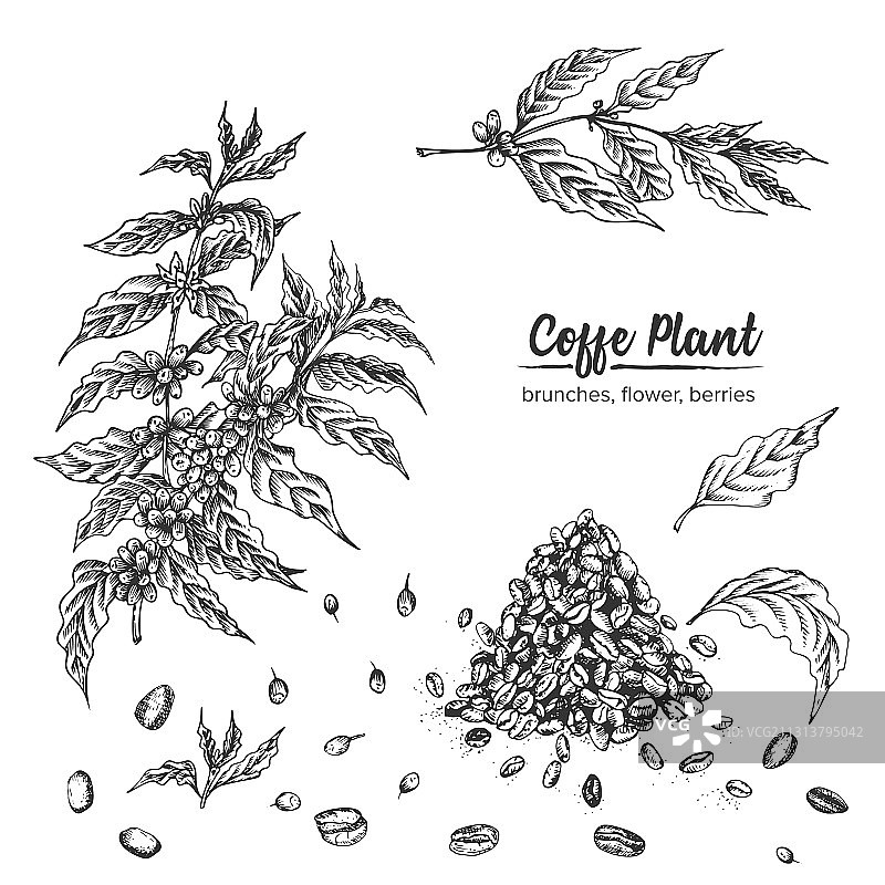 逼真植物墨水素描阿拉伯咖啡图片素材