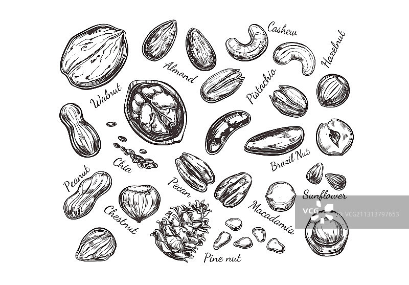 手绘坚果与种子合集图片素材