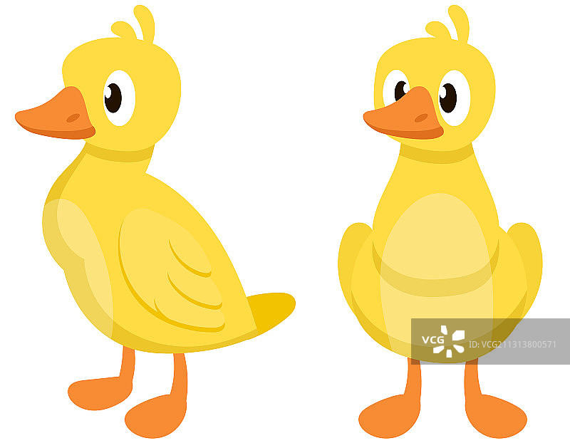 不同姿势的鹅图片素材