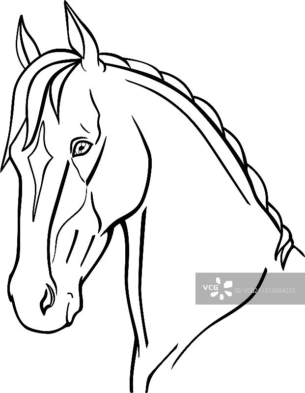 优雅的阿哈尔捷金马头部线性图图片素材