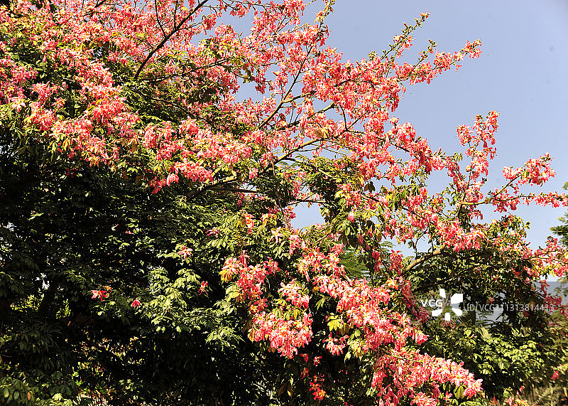 红花羊蹄甲，紫荆花图片素材