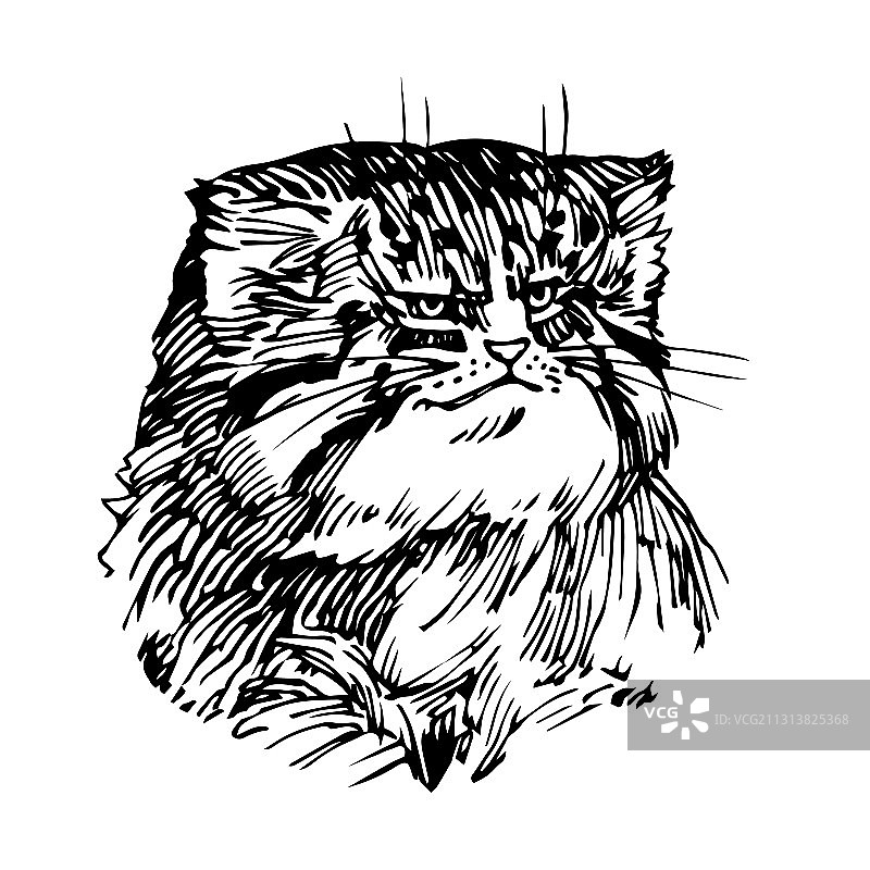 亚洲罕见动物兔狲猫肖像图片素材