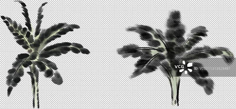 芭蕉叶子图片素材