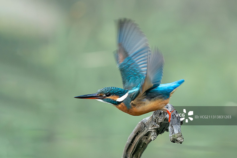 准备俯冲的翠鸟图片素材