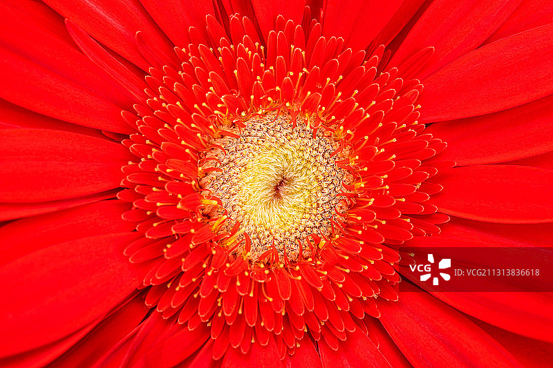 满画幅的红色非洲菊花蕊特写图片素材