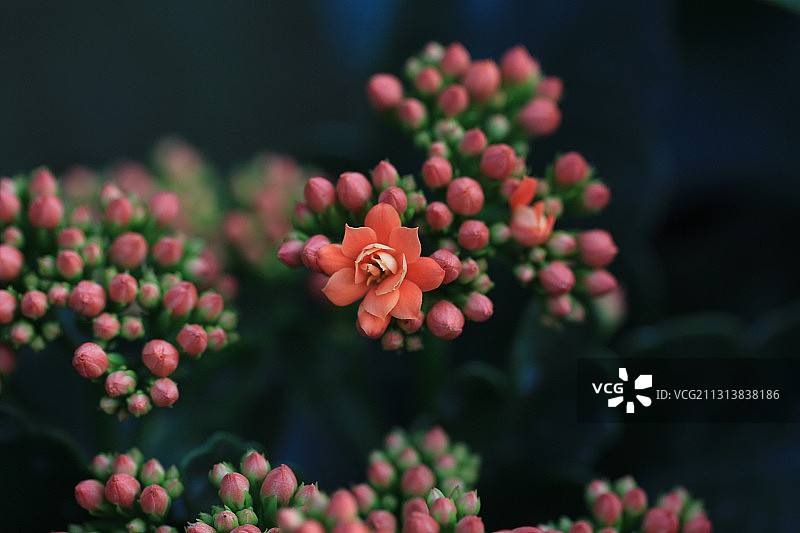 长寿花图片素材